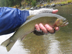 Cutthroat Trout - Bitterroot River, MT